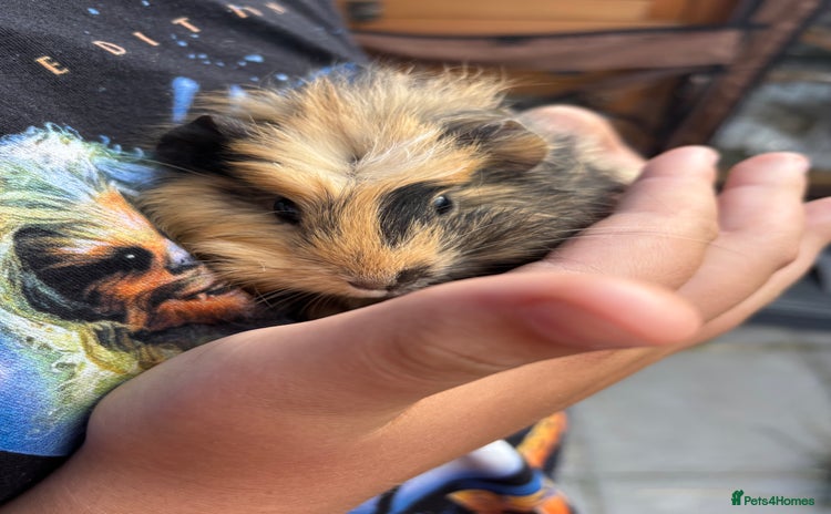 Guinea Pig rodents - Advert 5