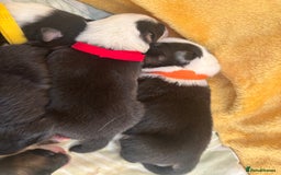 Australian Shepherd dogs for sale: KC registered Australian shepherd puppies  - Image 10