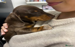 Dachshund dogs for sale: dashounds boys choc and tan - Image 4