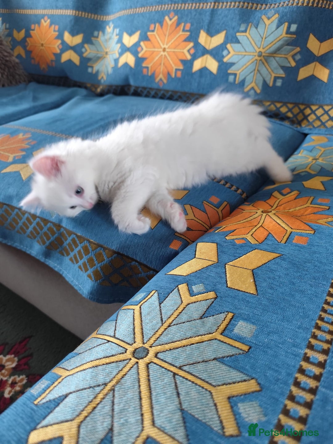 Mixed Breed cats for sale: Beautiful male kitten ready for new home - Advert 6