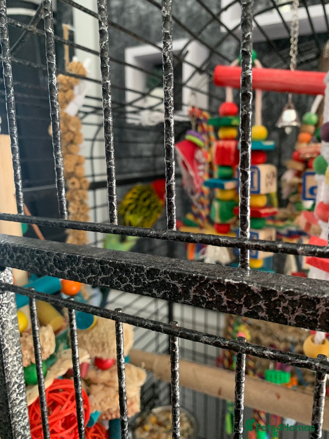 Parakeets birds for sale: 2 golden mantle rosellas with cage - Image 2