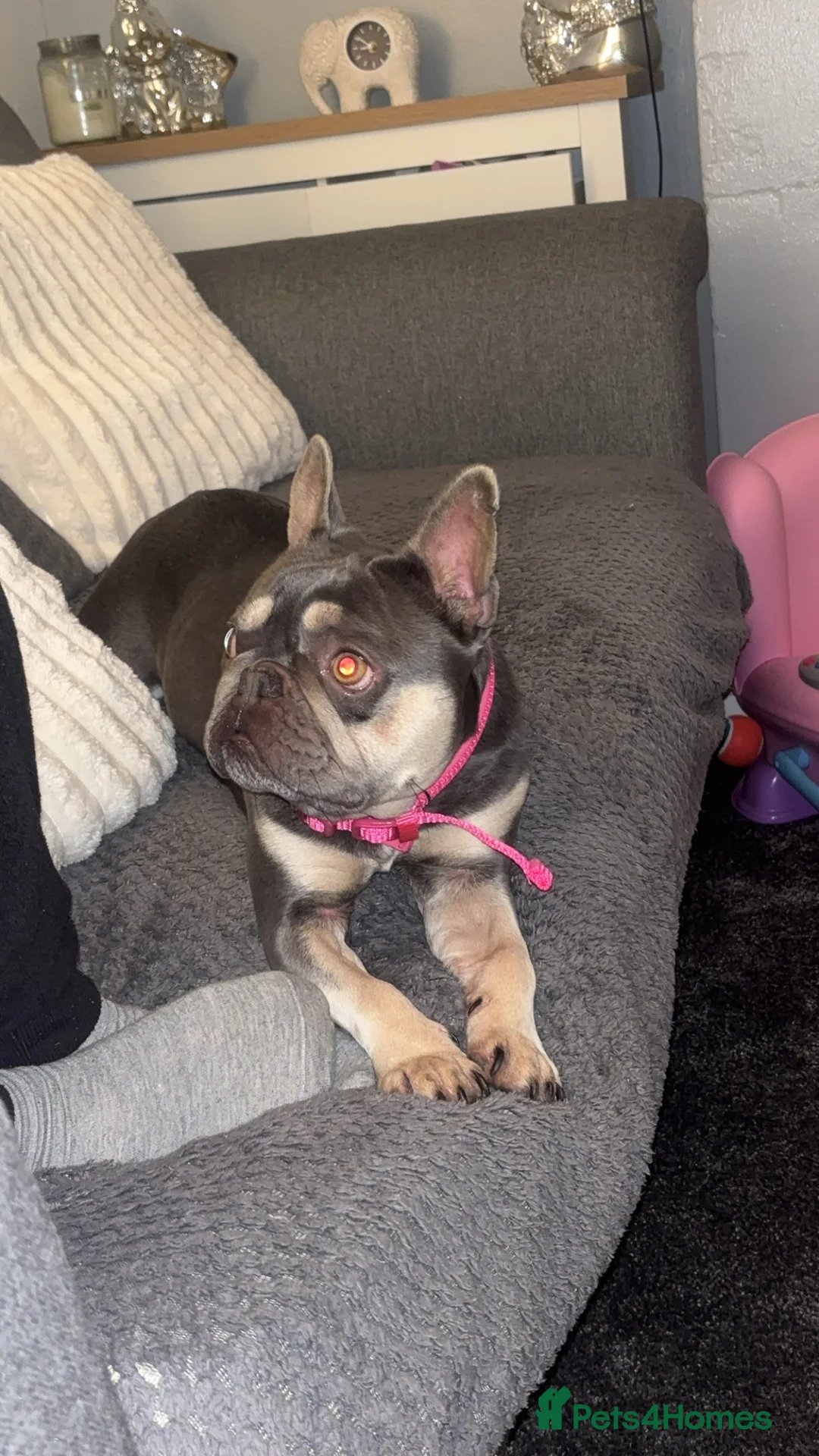 French Bulldog dogs for adoption: Female French bulldog  - Advert 5