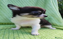 Chihuahua dogs for sale: Amazing Quality Long Coat Chihuahua puppies - Image 13