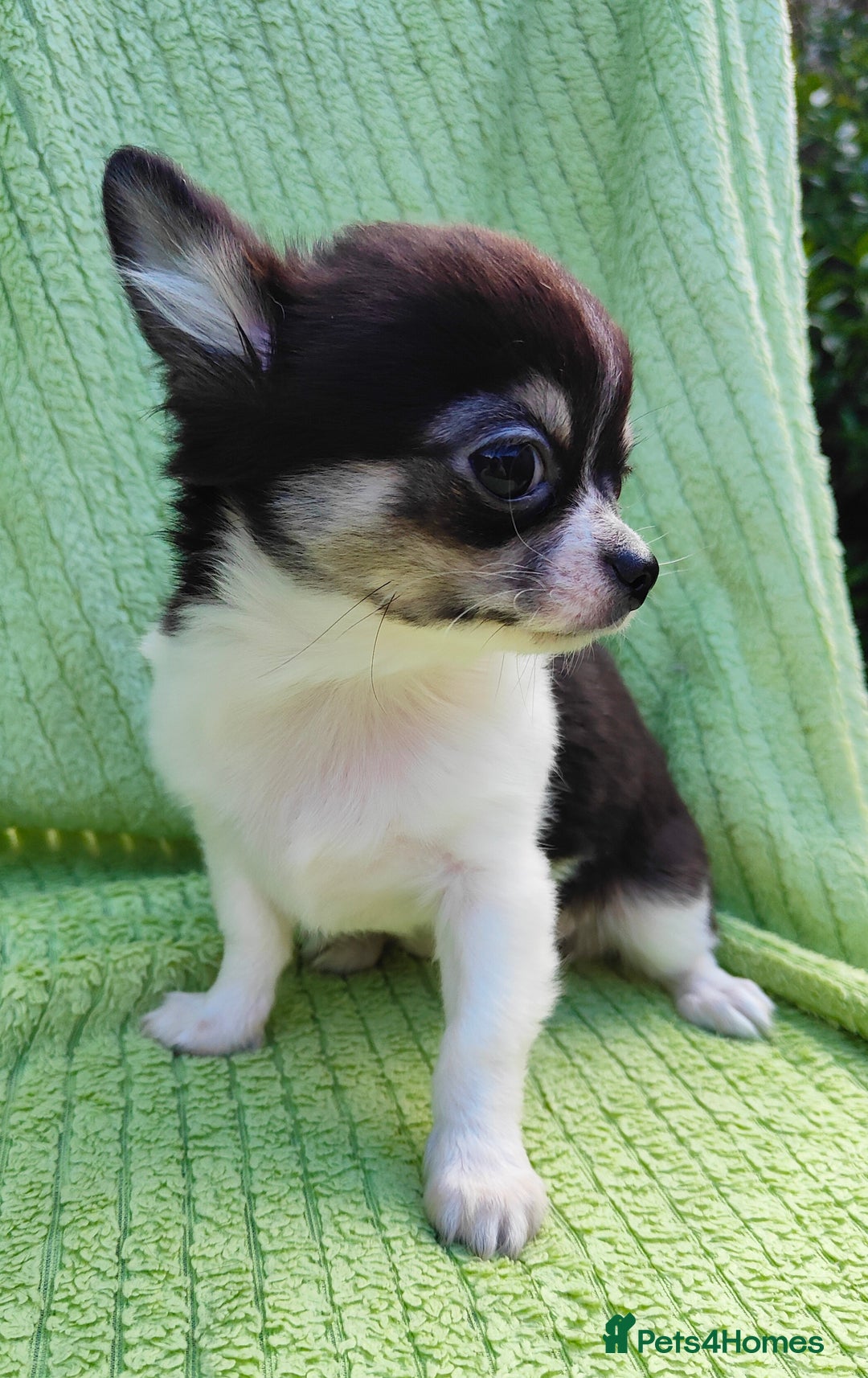 Chihuahua dogs for sale: Amazing Quality Long Coat Chihuahua puppies - Image 13