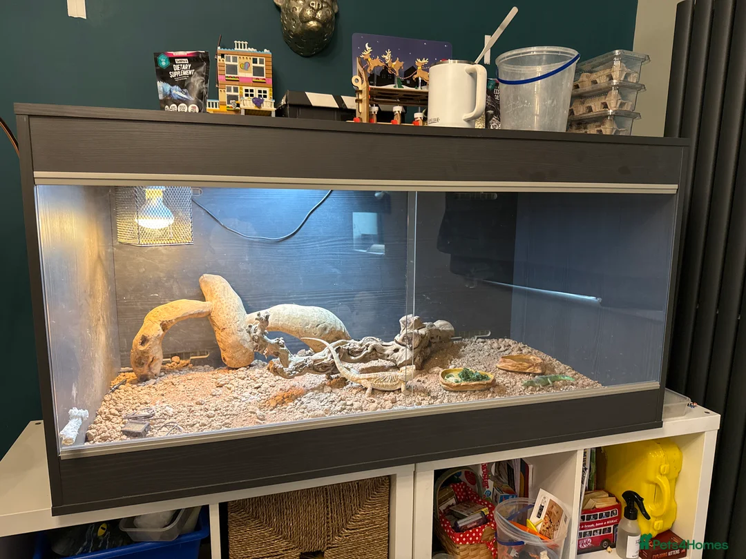 Bearded Dragon reptiles for sale: 6 month Bearded dragon and set up £275 - Advert 2