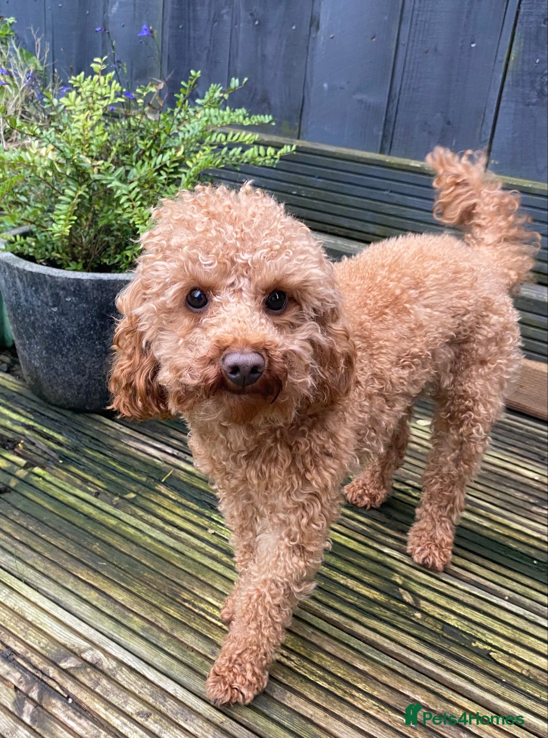 Toy Poodle dogs for stud: Toy Poodle Stud (Not for Sale) in Houghton le Spring - Advert 10