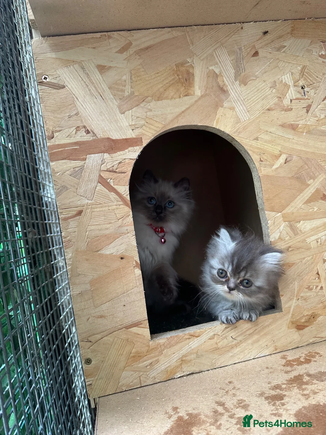Persian cats for sale: Persian fluffy kittens - Advert 12