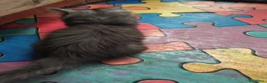 Maine Coon 5