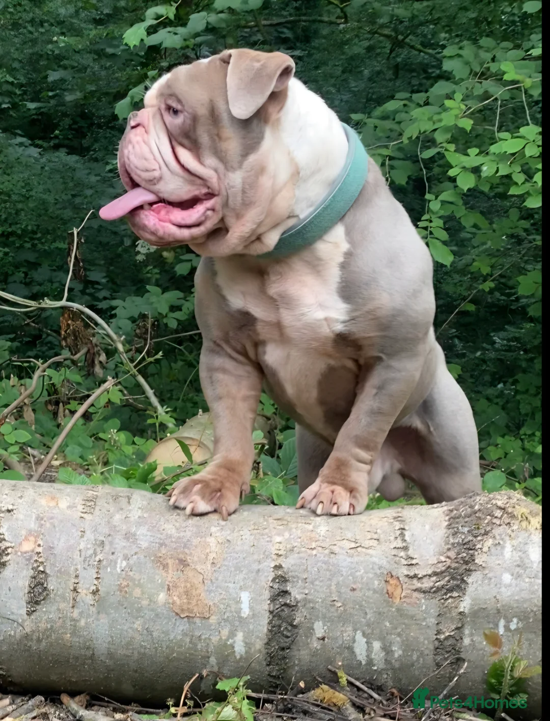 Olde English Bulldogge dogs for sale: Olde english bulldogge  - Advert 8