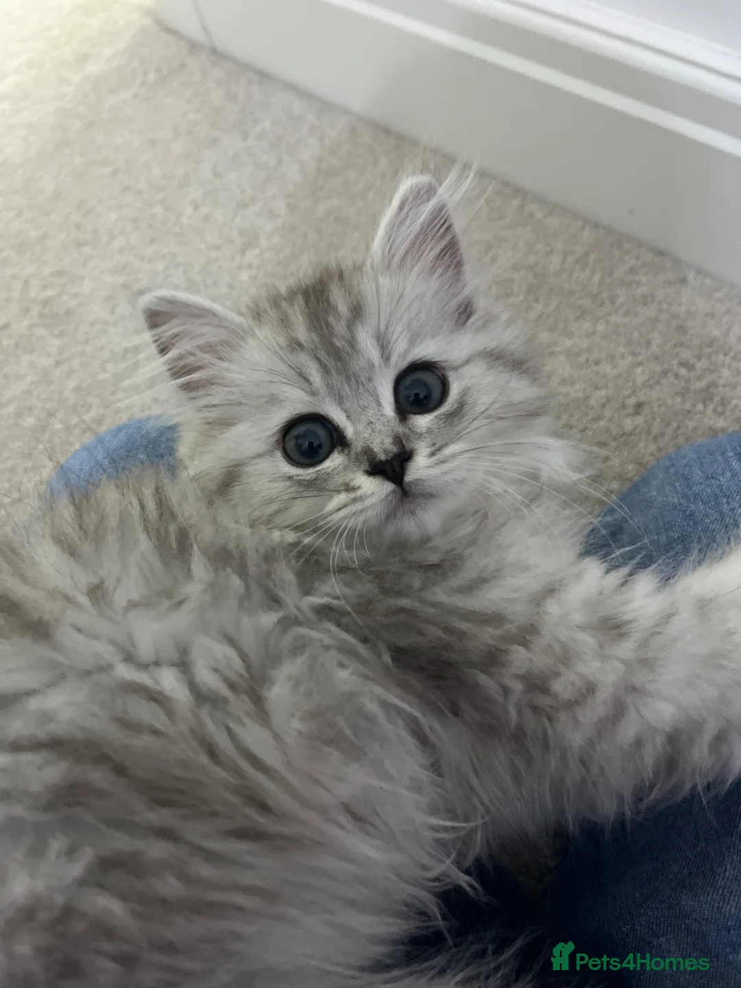 Ragdoll cats for sale: Ragdoll kitten - female 12 weeks old in Huddersfield - Advert 2