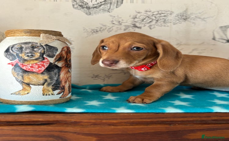 Miniature Dachshund dogs - Advert 14