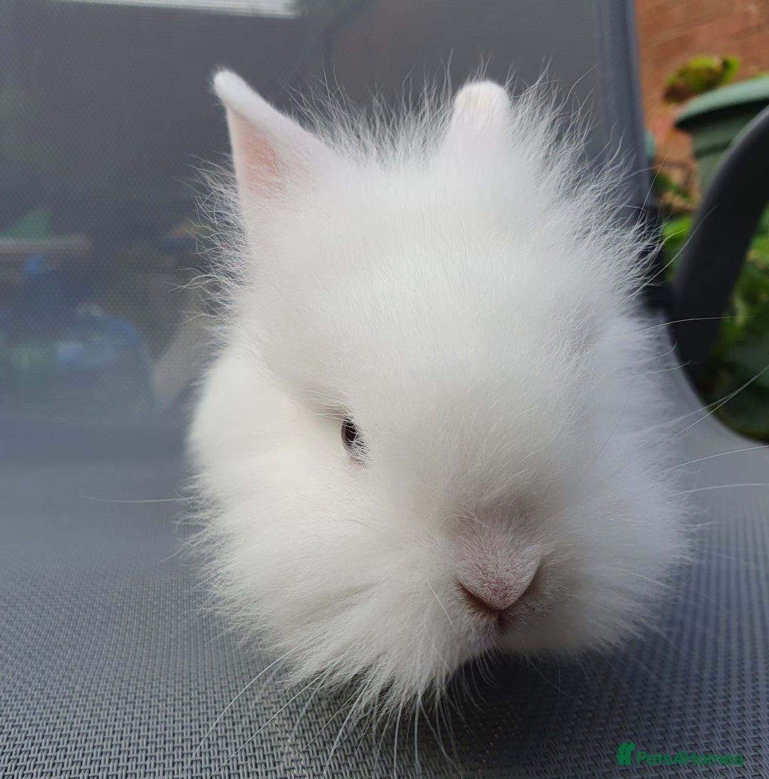 Mini Lop rabbits for sale: Spayed/neutered rabbits Vac RHD2 yurvac - Image 4
