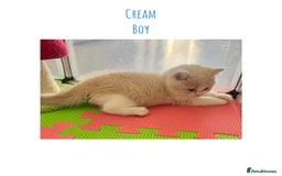 British Shorthair cats for sale: Gccf registered British shorthair kittens - Image 5
