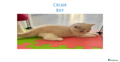 British Shorthair cats - Advert 16