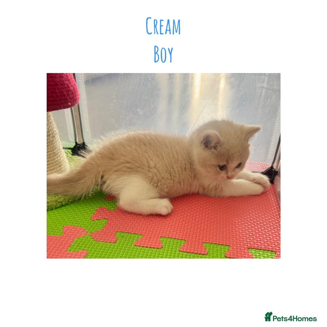 British Shorthair cats for sale: Gccf registered British shorthair kittens - Image 5
