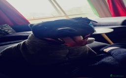 Staffordshire Bull Terrier dogs for stud: Staffordshire bull terrior - Image 9