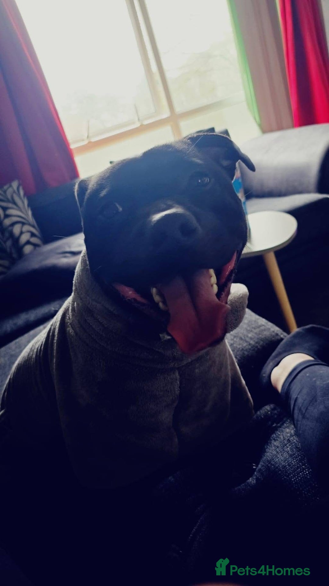 Staffordshire Bull Terrier dogs for stud: Staffordshire bull terrior - Image 9