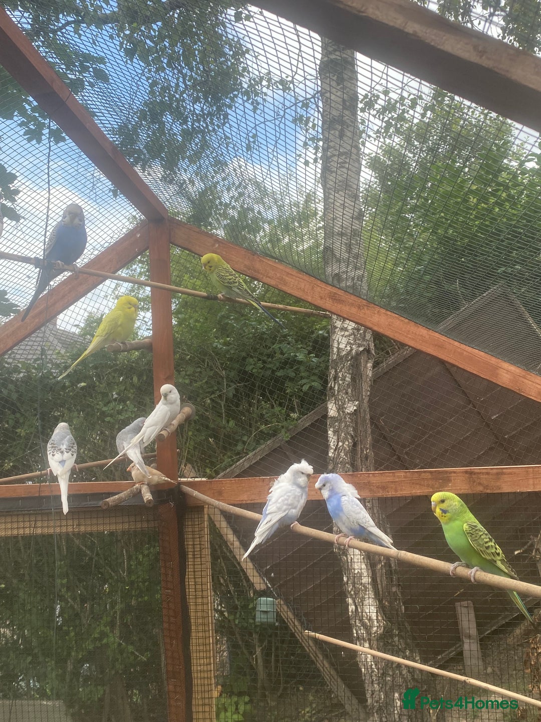 Budgerigars birds for sale: Young budgies - Image 1