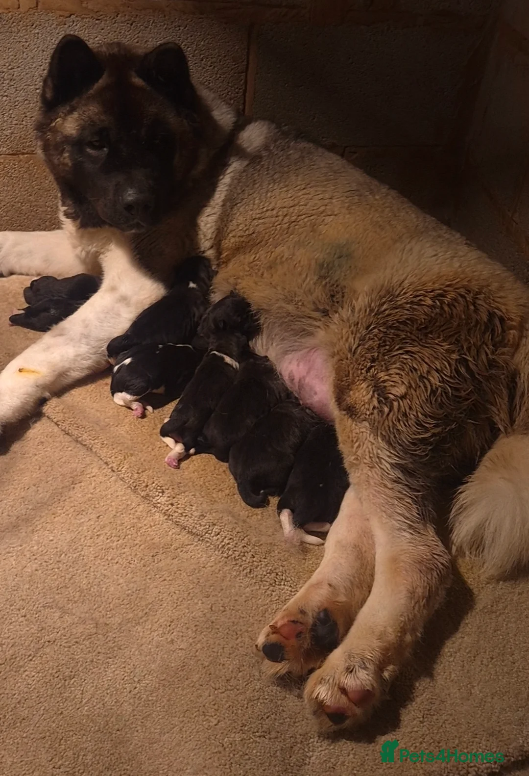 Akita dogs for sale: AMERICAN AKITA FEMALES BLACK MASK BEARS - Advert 18