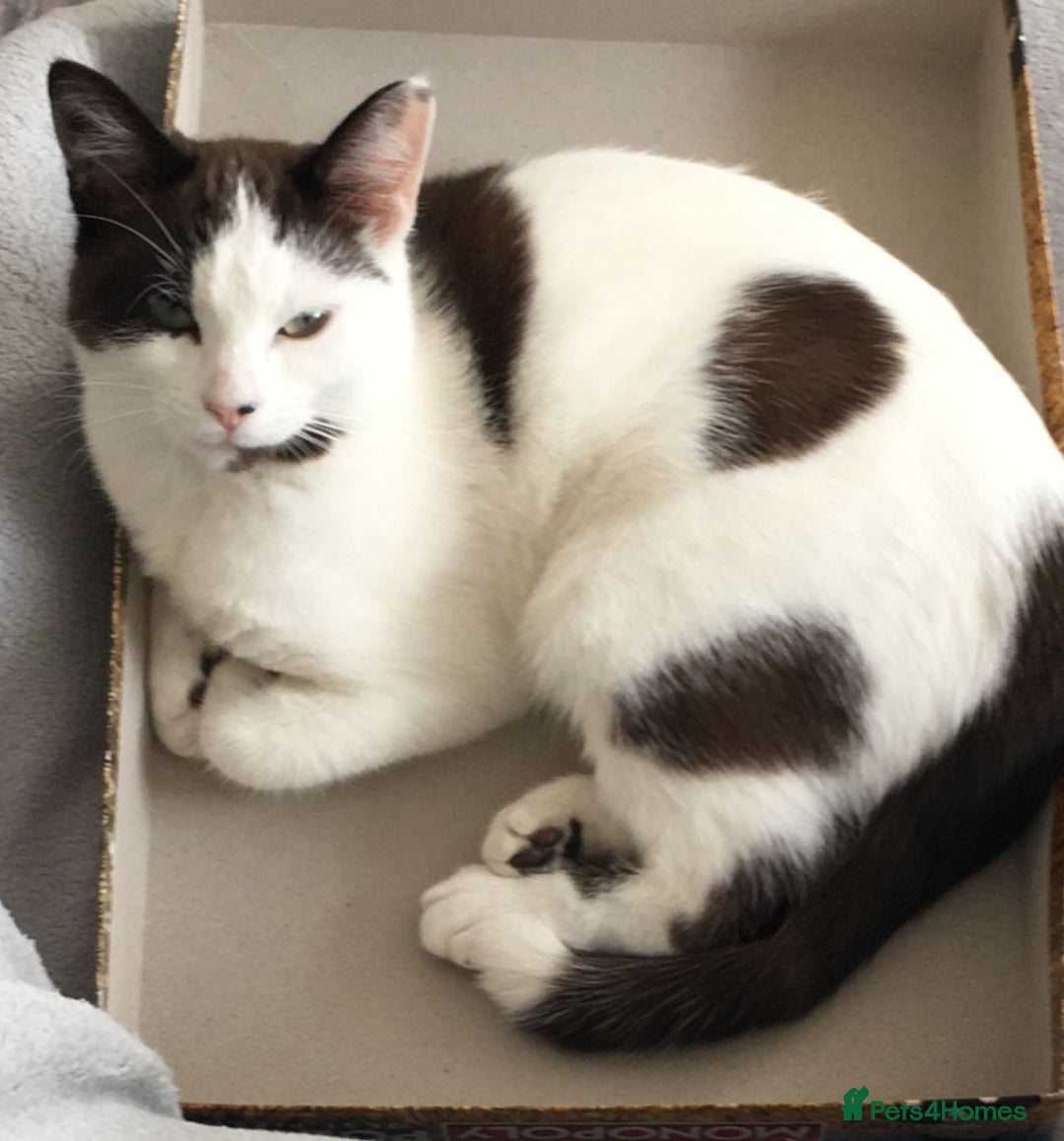 Ragdoll cats for sale: Beautiful shorthaired snowshoe mixed breed - Image 2