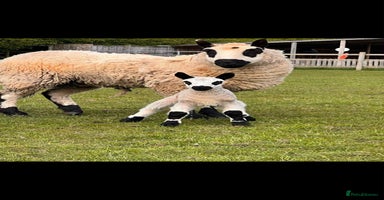Sheep livestock - Advert 1