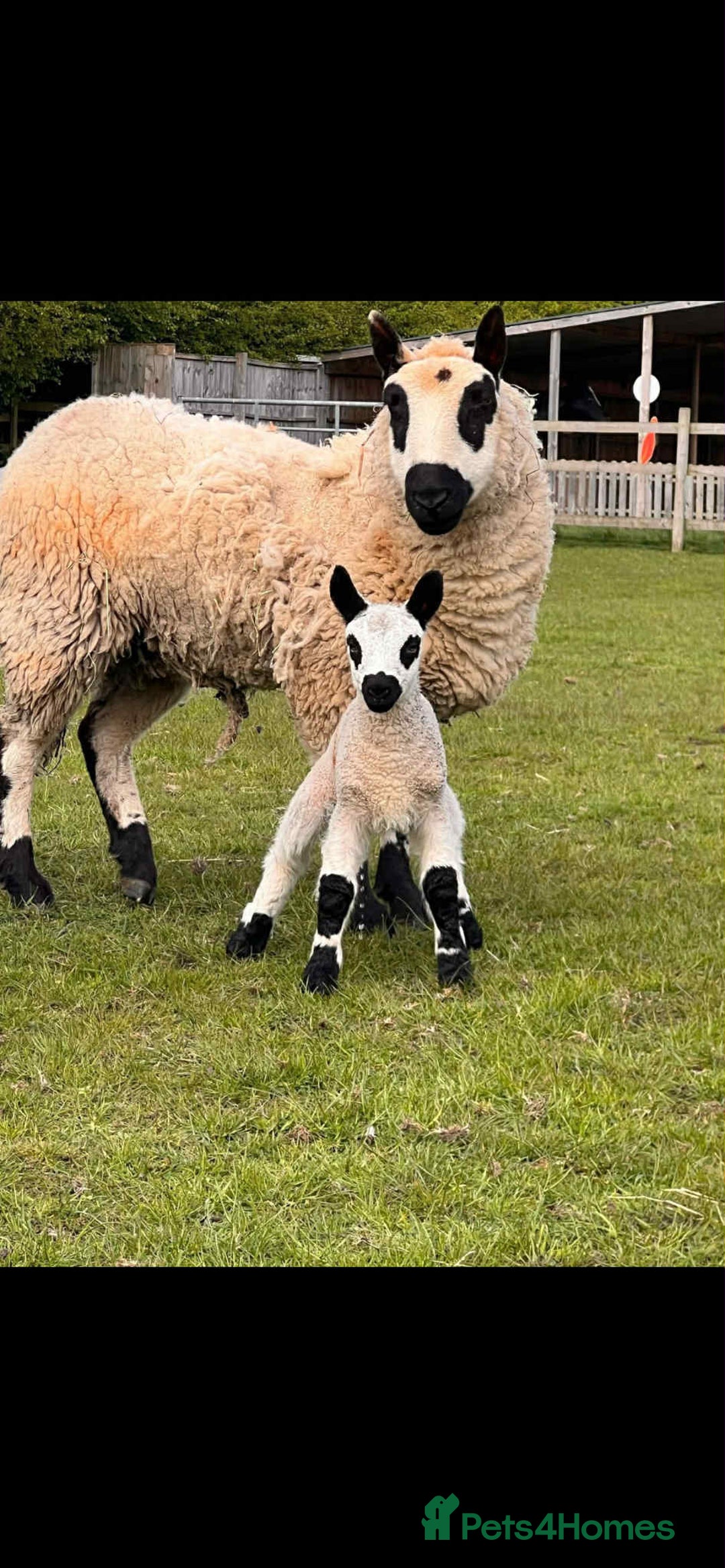 Sheep livestock for sale: Kerry Hill Tup, Ewes & Lambs  - Image 2