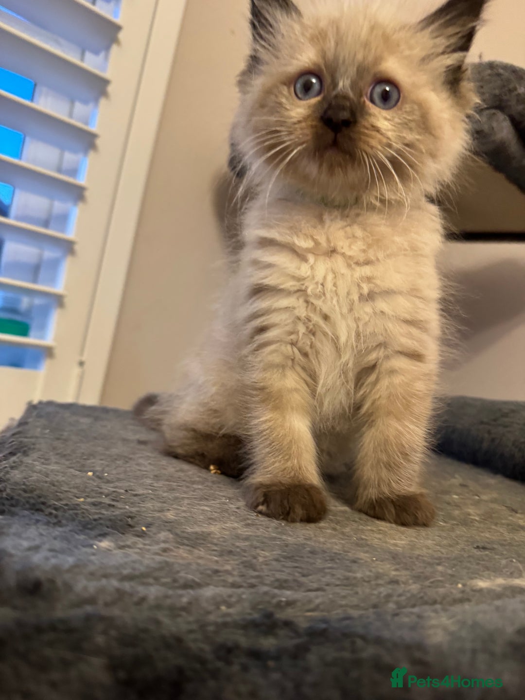 Ragdoll cats for sale: 4 stunning seal point ragdoll boys  - Image 8