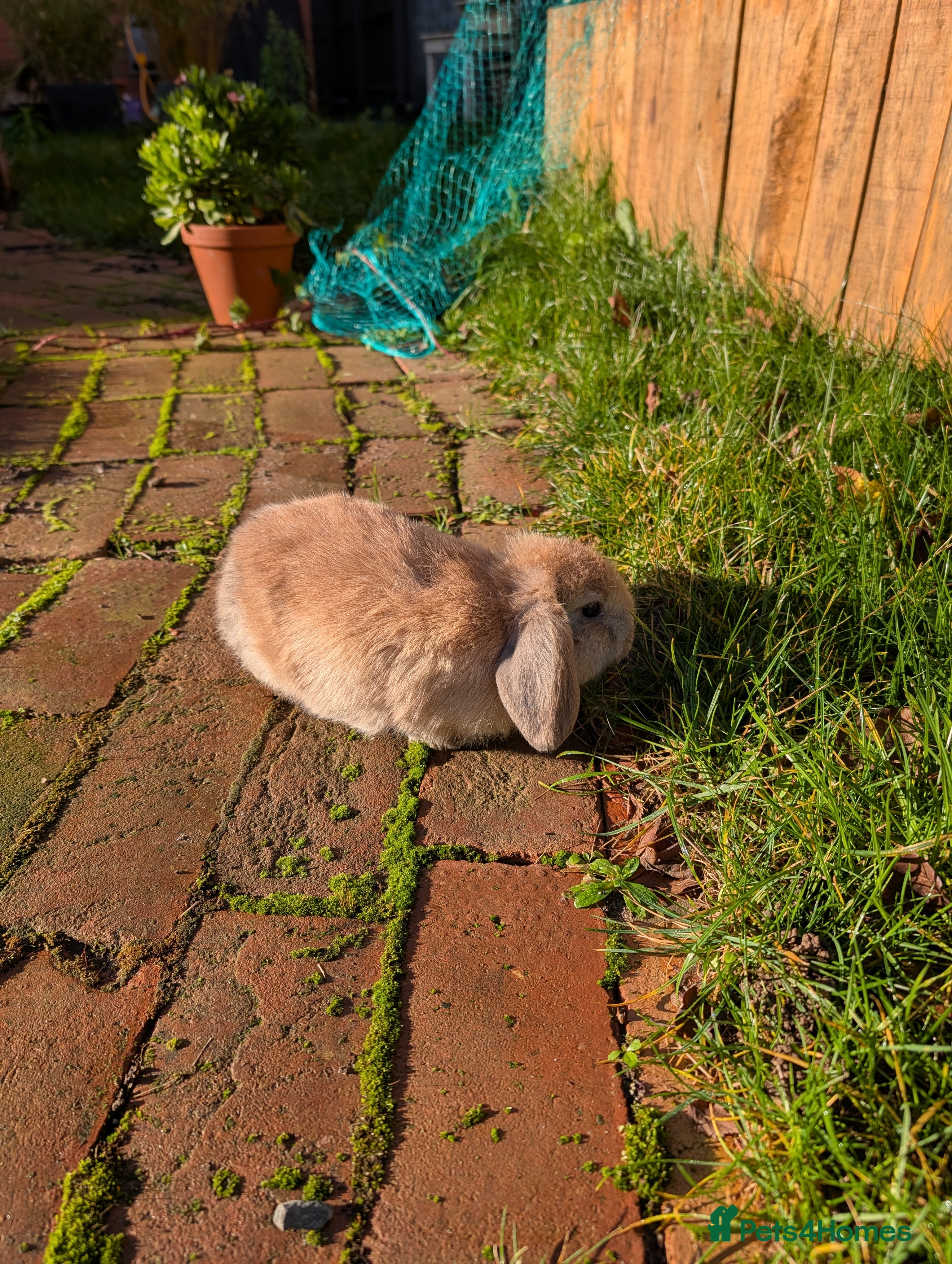 Mini Lop rabbits Beautiful minilops 10 weeks old boys available now - Advert 3