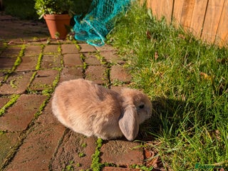 Mini Lop rabbits Beautiful minilops 10 weeks old boys available now - Advert 3