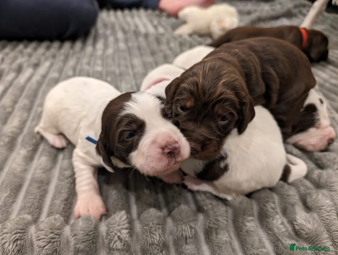 Field Spaniel dogs for stud: Proven Chocolate Spaniel for Stud  in Livingston - Advert 5