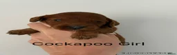 Cockapoo dogs for sale: Stunning  F1 Cockapoo black sable  - Advert 11