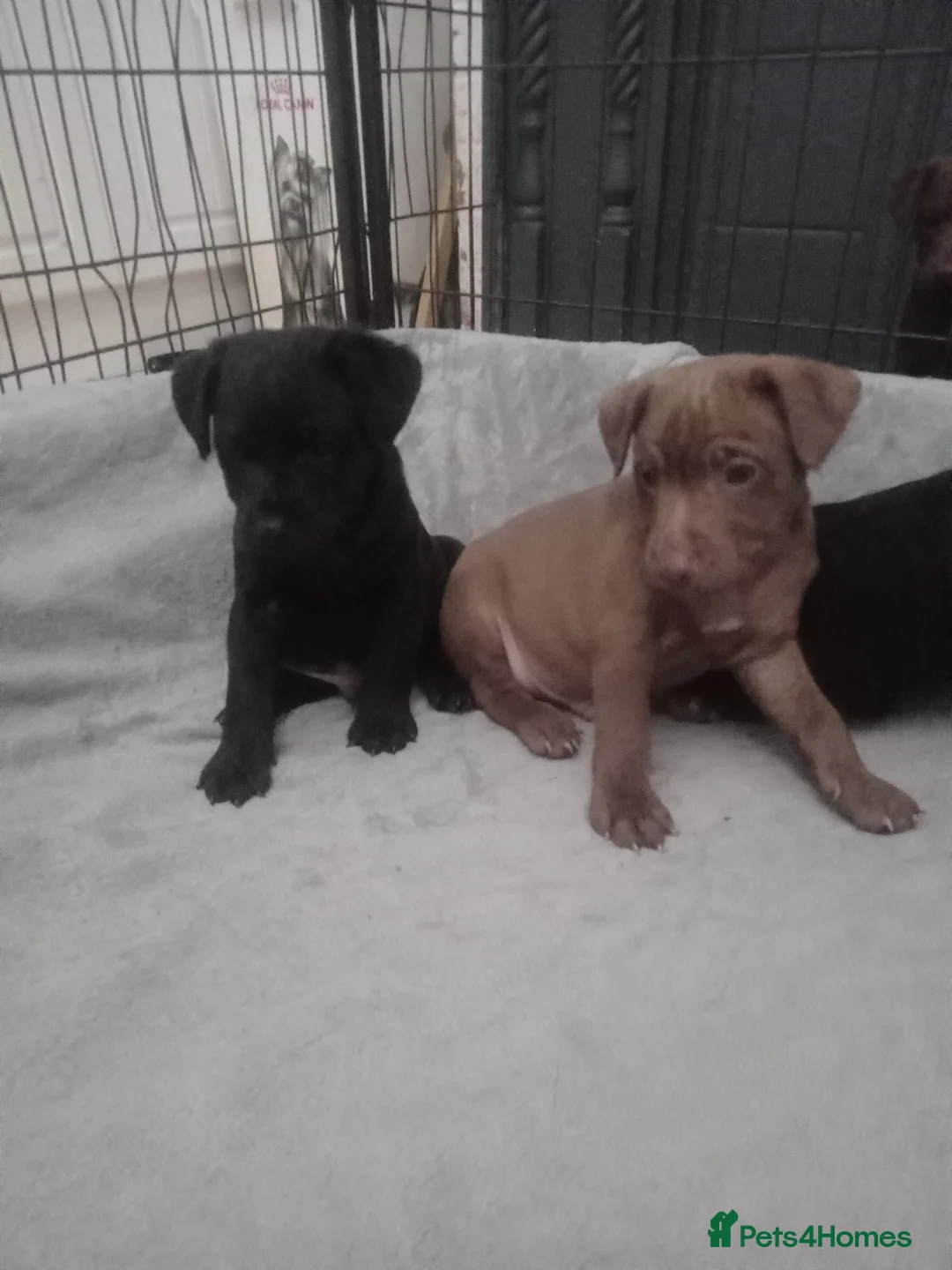 Patterdale Terrier dogs for sale: PATTERDALE PUPS FOR SALE READDY NOW  in Birkenhead - Advert 25