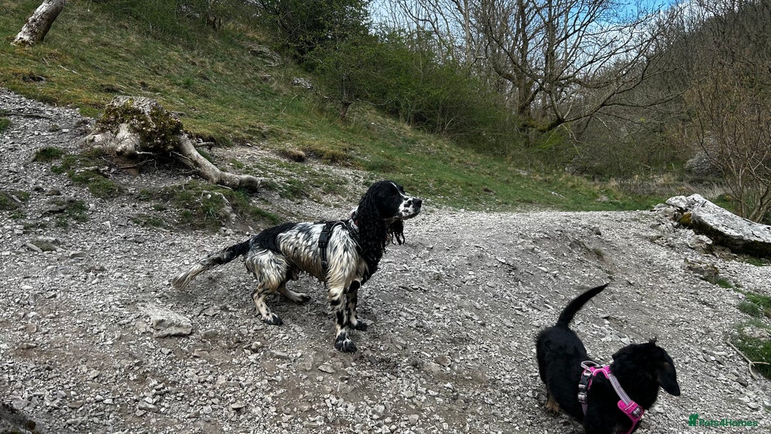 Cocker Spaniel dogs for stud: Cocker Spaniel for stud - Image 3