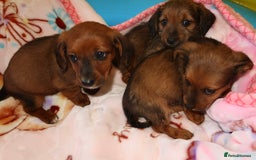 Mixed Breed dogs for sale: Dachshund cross jack russel pups - Image 11