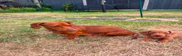 Miniature Dachshund dogs for sale: Beautiful Miniature Dachshunds 🐾 - Advert 1