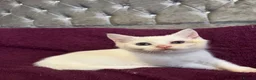 British Shorthair cats for sale: Gccf British Shorthair kittens  - Advert 27