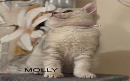 British Shorthair cats for sale: Pedigree|Champion Lines|GCCF Registered| - Image 18