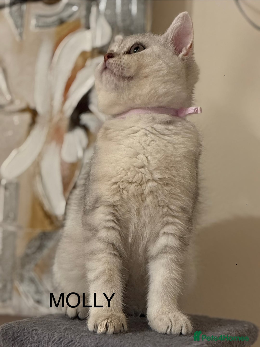 British Shorthair cats for sale: Pedigree|Champion Lines|GCCF Registered| - Image 18