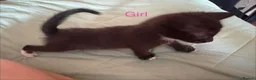 Mixed Breed cats for sale: 4 beautiful kittens for sale  - Advert 6