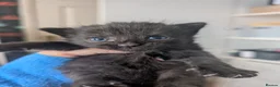 Domestic Shorthair cats for sale:  5 Little Spice Girls Looking for Forever Home - Advert 7
