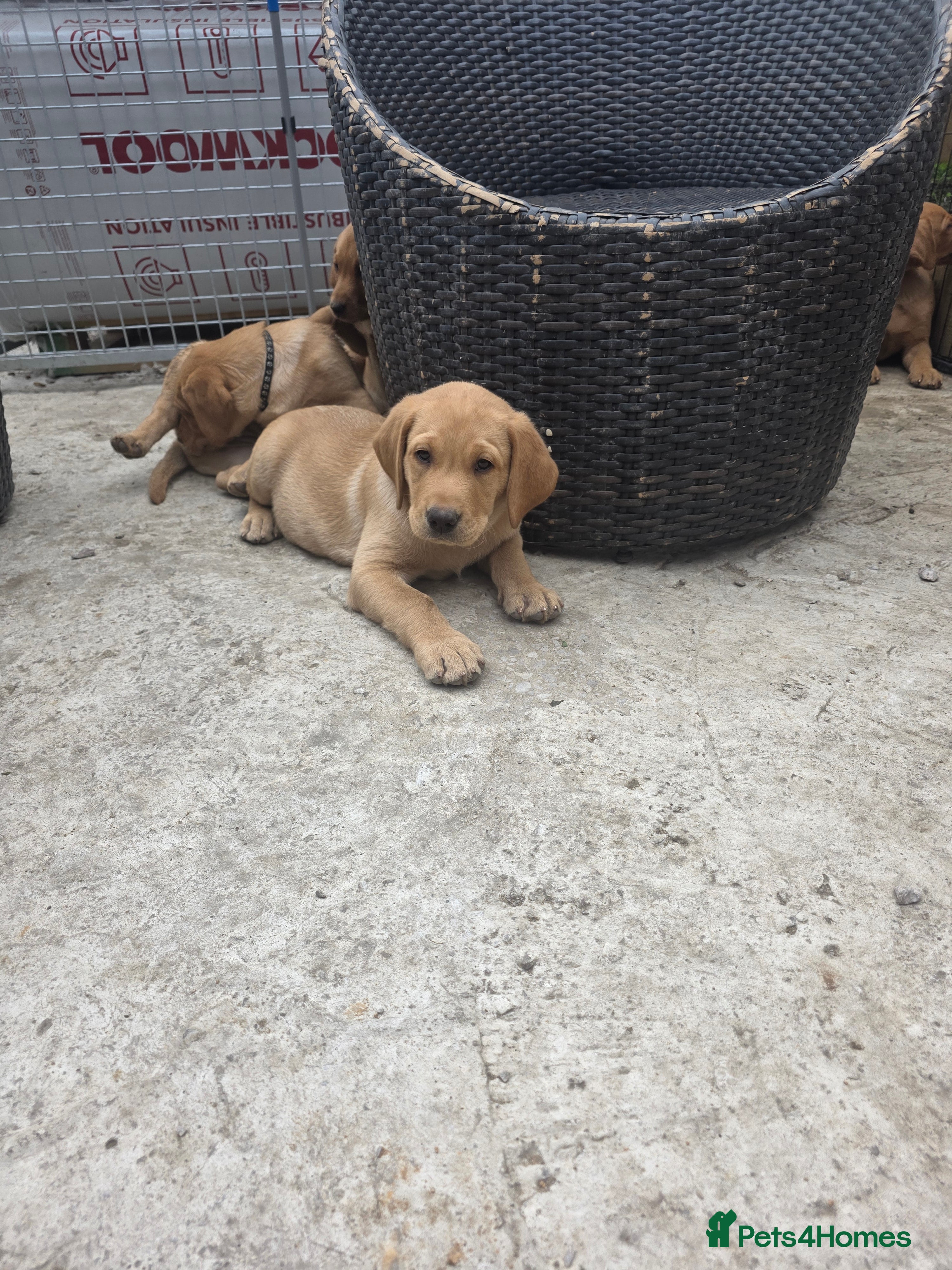 Labrador Retriever dogs KC REG, EHANCED HEALTH TESTED, RED & YELLOW LABS - Advert 1