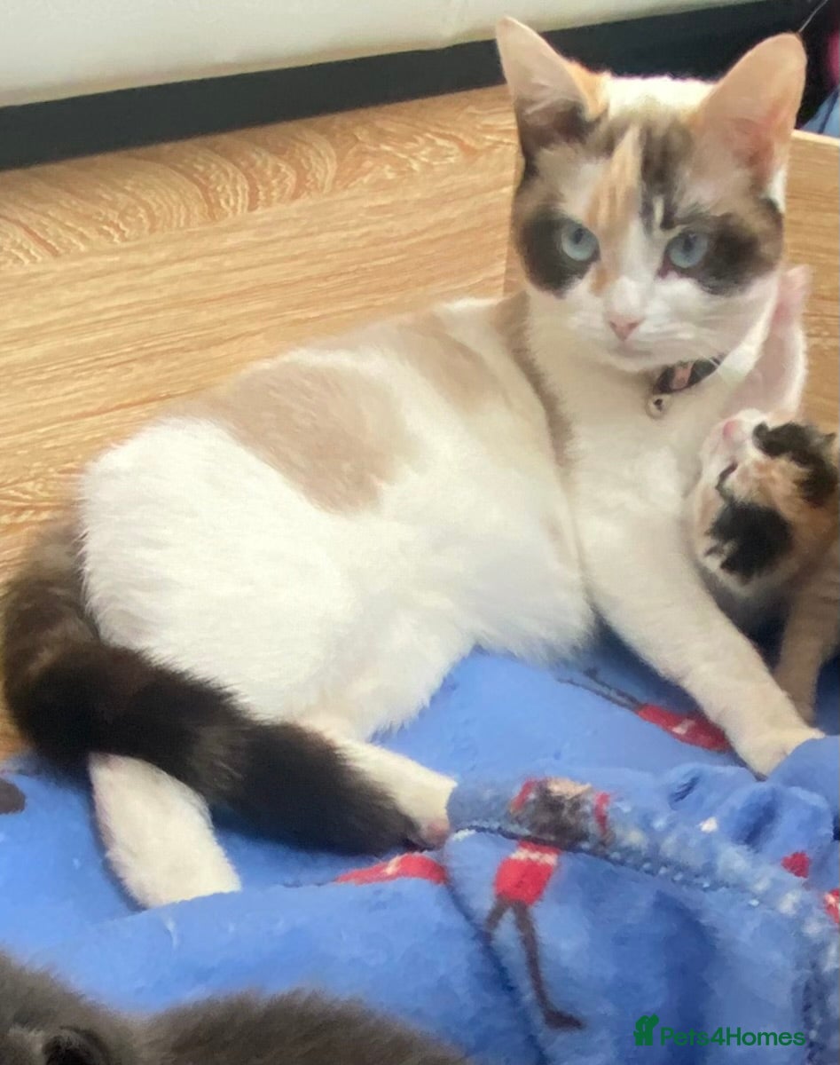 British Shorthair cats British Shorthair Calico Kittens  - Advert 6