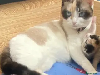 British Shorthair cats British Shorthair Calico Kittens - Advert 6