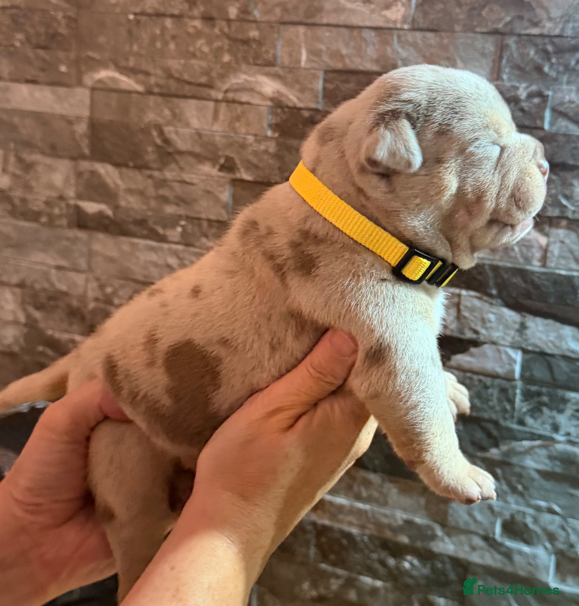 American Bully dogs Top quality pocket bully pups for sale.  - Advert 1