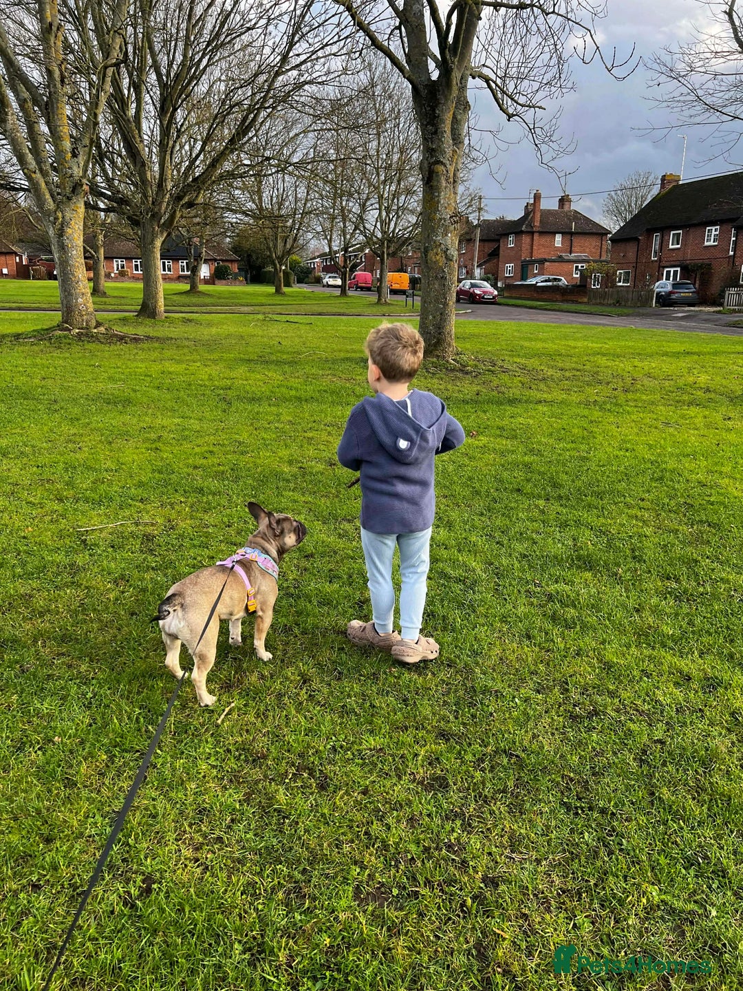 French Bulldog dogs for sale: 1 year old female blue fawn French bulldog  - Advert 4