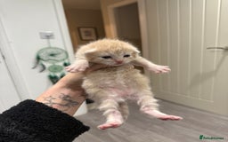 Mixed Breed cats for sale: PLEASE READ - 4 stunning kittens. 3 male. 1 female - Image 9