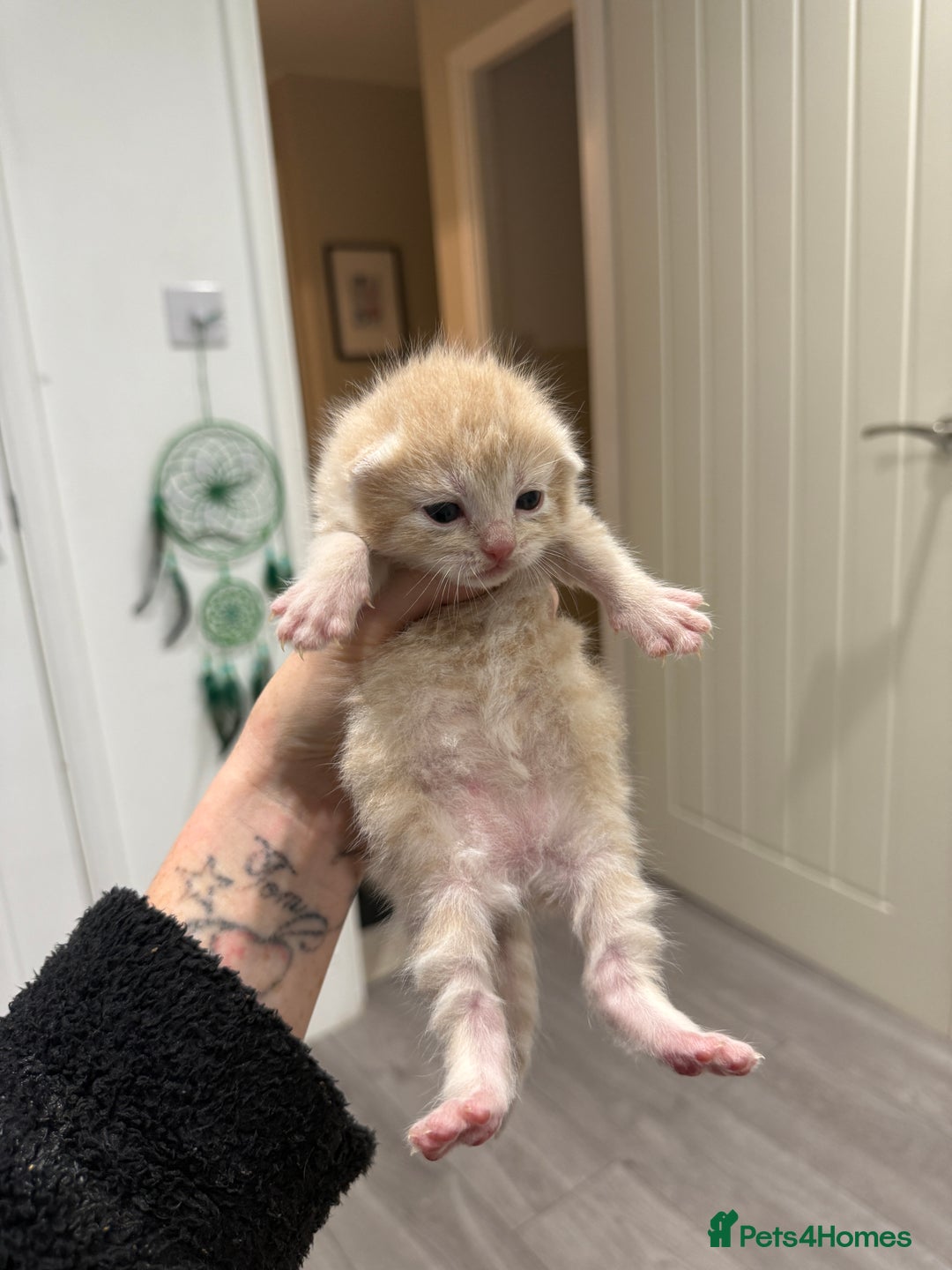 Mixed Breed cats for sale: PLEASE READ - 4 stunning kittens. 3 male. 1 female - Image 9