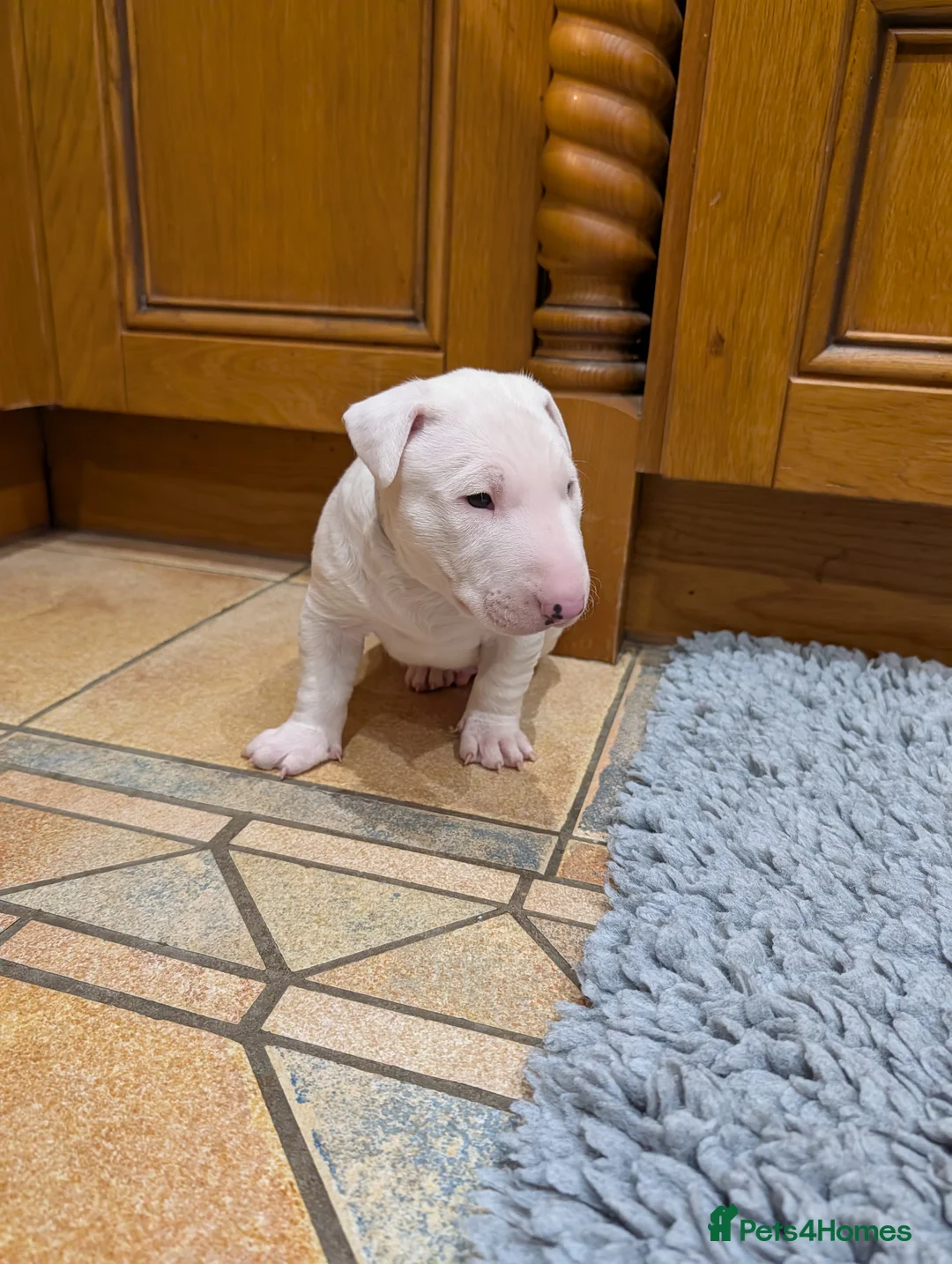 English Bull Terrier dogs for sale: English bull terrier pups - Advert 13
