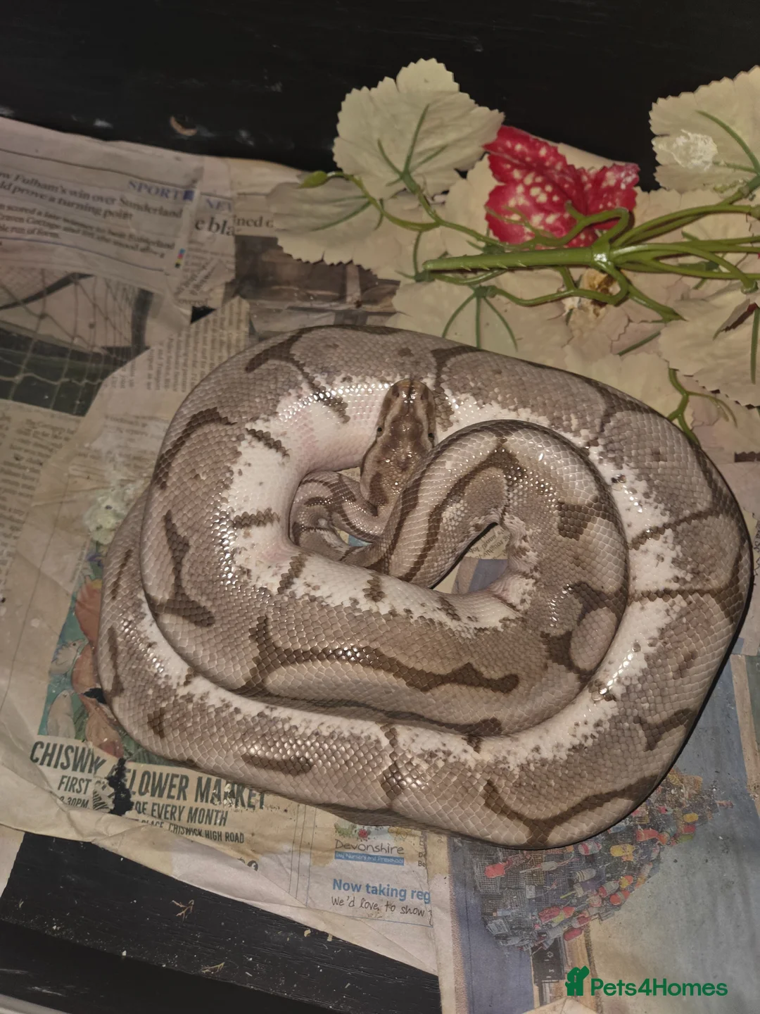 Python Snake reptiles for sale: Male 3 year ols spider fire enchi - Advert 2