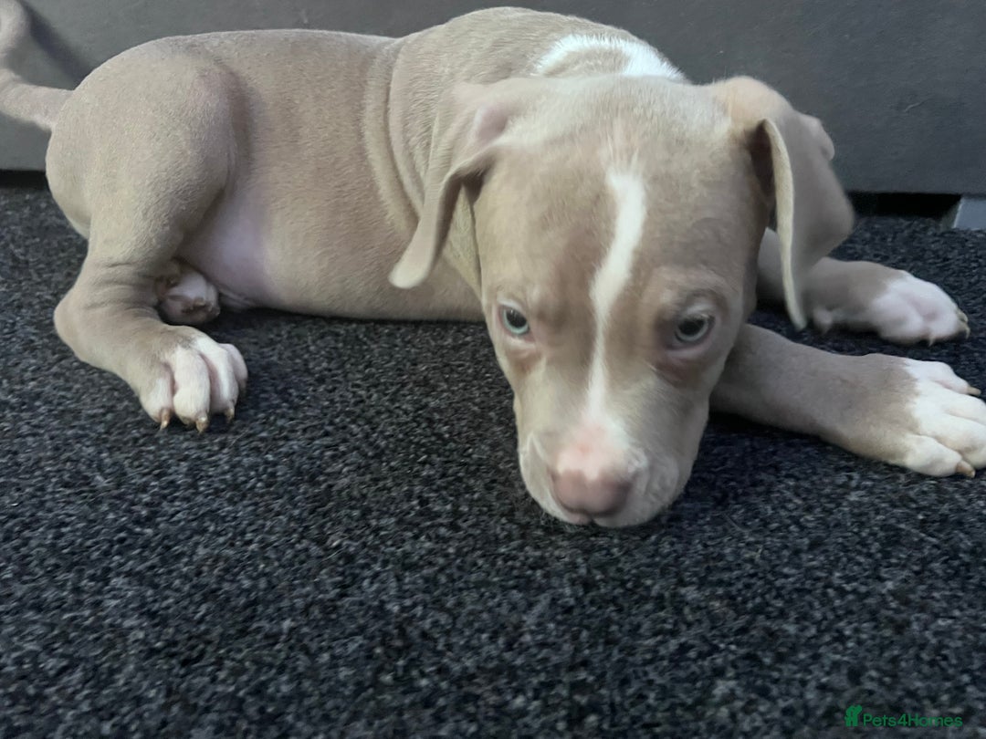 American Bully dogs for sale:  Medium Bully Puppies–XL are banned, these are NOT - Image 1
